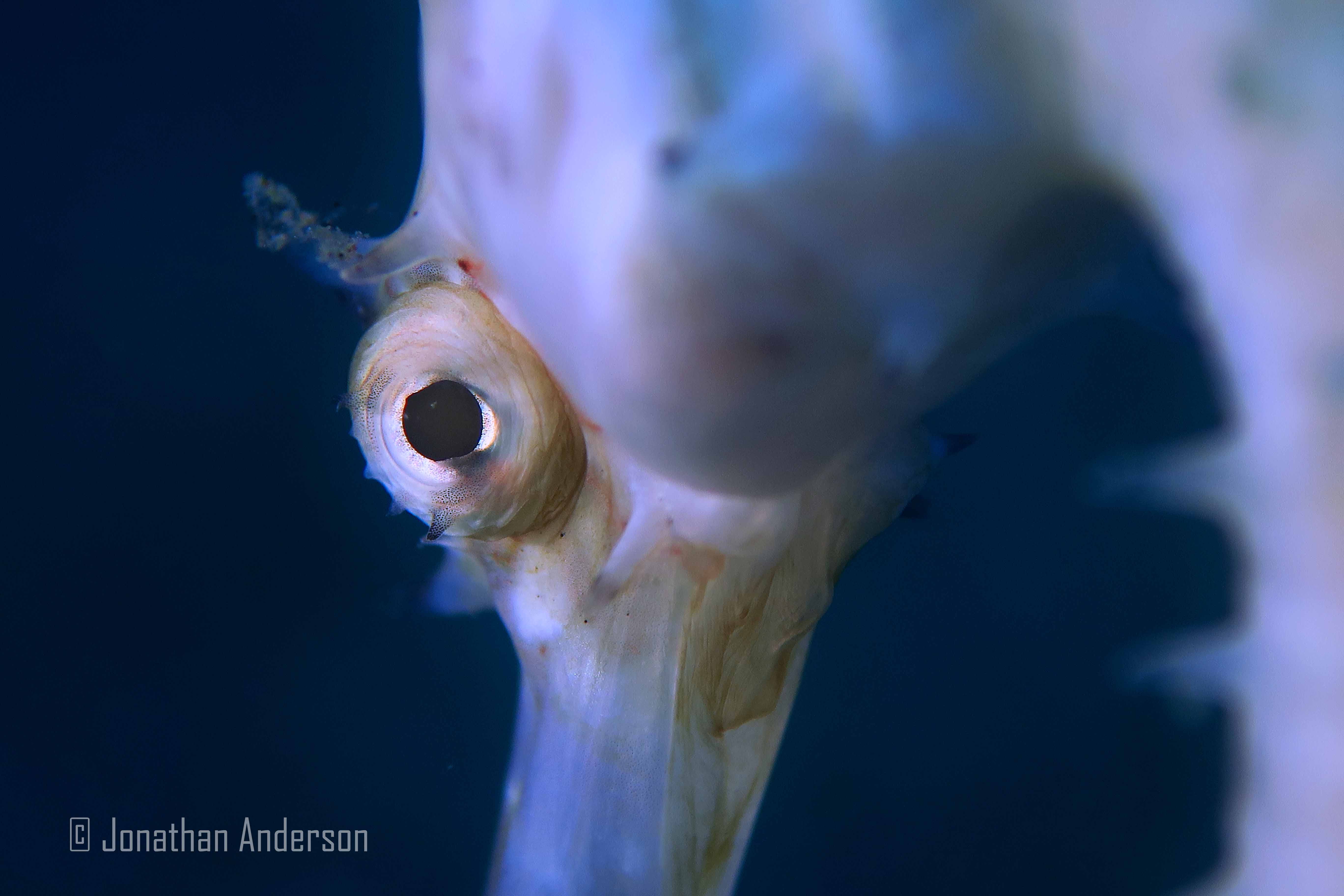 mike's underwater cameras