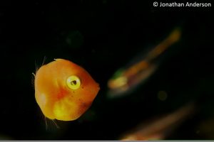 Japanese Inflator Filefish