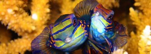 Mandarin Fish - Philippines