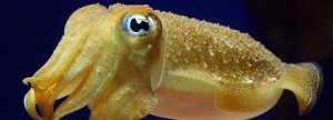 cuttlefish