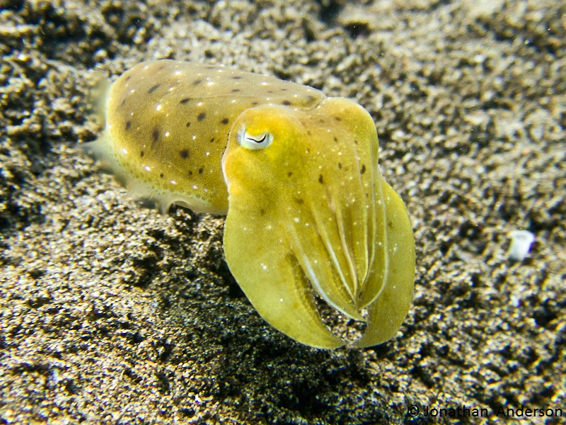 9 Cuttlefish Chameleons Mikes Dauin Beach Resort