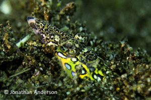 Black-Banded Flathead