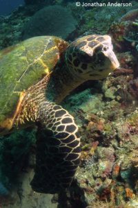 Hawksbill Turtle - 4 scutes between the eyes