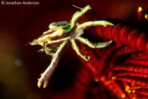 Feather Star Crab