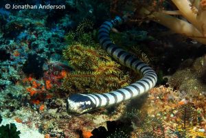 Banded Sea Krait