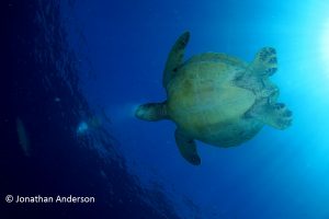 Green Turtle - Female with rounded Plastron and small tail