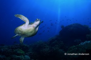 Female Green Turtle - small tail, rounded chest