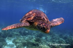 Green Turtle - two scutes between the eyes