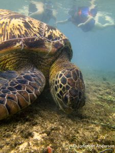 Green Turtle feeding on seagrass